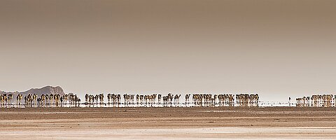 Caravane de sel - Désert du Danakil -